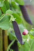 Pisum sativum variety Ezeta s Krombek Blauwschokker Described as a productive tall growing pea with distinctive purple pods