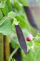Pisum sativum variety Ezeta s Krombek Blauwschokker Available from Tamar Organics Courtesy Heath Brown Garden for Change Garden