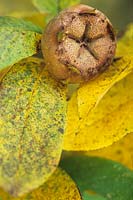 Mespilus germanica Medlar tree Native Southeastern Europe Age Ancient cultivated by the Romans