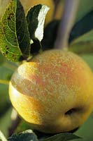 Aromatic Russet Apple Malus domestica Origin England 1850 Keepers Nursery Kent