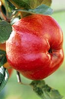 Malus domestica Ecklinville Apple Ecklinville An old cooking apple originating from Northern Ireland