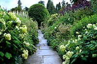 Hydrangea arborescens Annabelle in Double Border at Crathes Castle Aberdeenshire Scotland Stone path Also Astrantia and Echinops