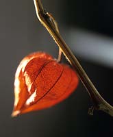 Physalis alkekengi Winter Cherry Chinese Lantern Striking vibrant orange seed pod