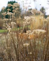 Achillea filipendulina with dried yellow golden foliage seed heads in winter border