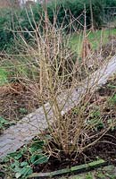 Overgrown Viburnum sp in bed prior to pruning Brick edging and path