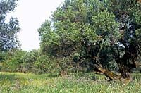 Meadows with Olea europaea Olive tree grove and wildflowers Cephalonia Greece