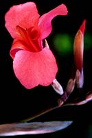 Canna iridiflora pink flower