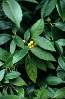 Aucuba japonica with yellow berries