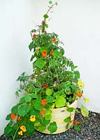 Half whisky barrel container painted to become a Tipple container with Nasturtiums Tropaeolum majus