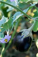 Solanum melongena Eggplant Purple