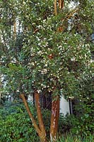 Luma apiculata Evergreen shrub or small tree from Chile and Argentina