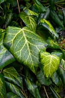 Hedera colchica Sulphur Heart Persian Ivy Secret Garden RBG Edinburgh