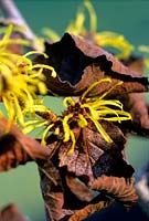 Hamamelis x intermedia Pallida Witch Hazel Acid yellow flowers on winter shrub