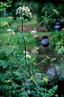 Anthriscus sylvestris Cow parsley Hestercombe Gardens Somerset