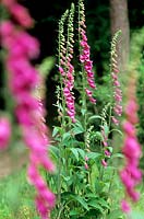 Digitalis sp Foxglove Tall stems with magenta flowers Hestercombe Gardens Somerset