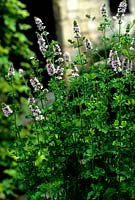 Mentha spicata Crispa Curly Mint Multiple pink flowers on large plant Herb Nursery Rutland