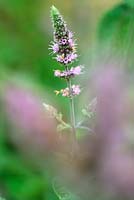 Mentha longifolia Buddleia Mint Group Buddleja Mint Long light mauve coloured flowering perennial with a musty scent