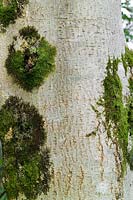 Fraxinus excelsior Common Ash Light coloured bark with moss Benmore Botanic Garden RBG Edinburgh Dunoon Argyll