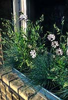 Window box planted with small perennials including Osteospermum Whirlygig Festuca glauca