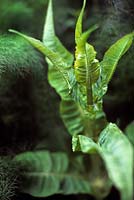 Dipsacus fullonum teasel stem and foliage