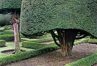 Yew tree topiary at Levens Hall