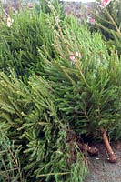 Picea abies (Norway Spruce) trees cut & stacked for sale at Christmas