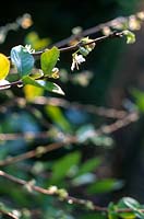 Lonicera fragrantissima Winter or shrubby honeysuckle Close up of stems flowers foliage