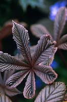 Rodgersia aesculifolia (Rodgersia) large chestnut shaped leaved perennial from China suitable for damp woodland borders