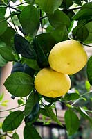 Citrus x paradisi 'Oro Blanco' Grapefruit 'Oro Blanco'