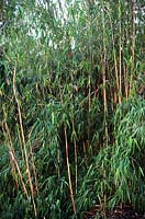 Fargesia nitida Nymphenburg Bamboo