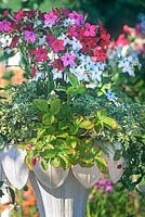 Tall planted container with Nicotiana sp Strawberry foliage variegated Pelargonium foliage