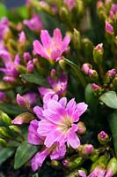 Lewisia brachycalyx x cotyledon close up of low growing pink flowered alpine