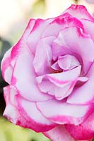 Rosa 'Paradise' (Rose 'Paradise', Hybrid Tea rose)