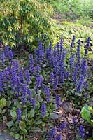 Ajuga sp Bugle Ground cover perennial growing in spring border