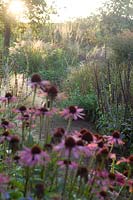Echinacea (coneflower), Verbascum, Knautia, ornamental grasses, path, autumn, Cambo Walled Garden, Fife, Scotland