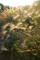 Hordeum jubatum (Foxtail barley, Squirrel tail grass), seed heads
