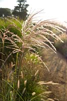 Miscanthus sinensis 'Malepartus' (Chinese silver grass), seed head