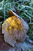 Sycamore leaf and grass covered with frost