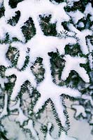Abies homolepis (Nikko fir). Close up of foliage with covering of snow. Native of Japan.