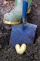 Gardener digging a valentine heart shaped potato from the earth using a spade and wearing green wellington boots
