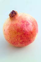 Pomegranate Punica granatum close up of orange red coloured ripe fruit