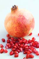 Pomegranate Punica granatum Close up of orange red coloured ripe fruit with a scattering pink red edible seeds