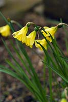 Narcissus 'Cedric Morris' (November flowering daffodill)