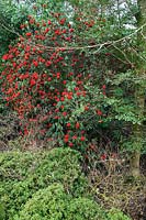 Rhododendron 'Cornish red', Trewithen