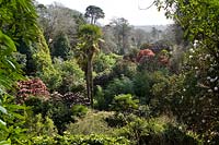 Woodland, flowering Rhododendron, Trachycarpus fortunei (Chusan Palm) & evergreen shrubs in Trebah Valley, Trebah Gardens