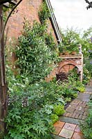 Sheltered herbaceous border in an English cottage garden including Acanthus spinosus, Galega officinalis and Ocimum basilicum.