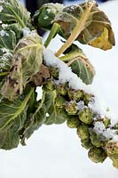 Brussel sprouts with covering of snow