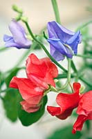 Sweet pea 'Help for Heroes' . Road to Recovery in aid of Help for Heroes. Birmingham City Council & B&Q