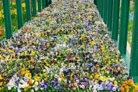 Active & healthy Gateshead, Gateshead Council. SIlver Flora medal at RHS Chelsea Flower Show 2010. Mass planting of Violas