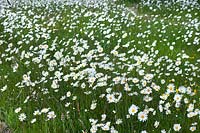 Leucanthemum vulgare (Ox-eye daisies) meadow